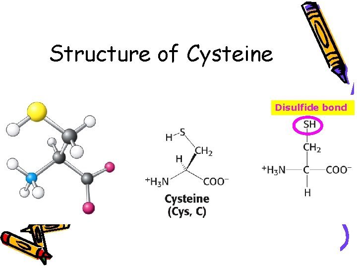 Structure of Cysteine Disulfide bond 