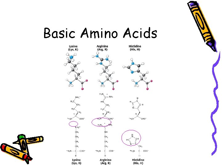 Basic Amino Acids 