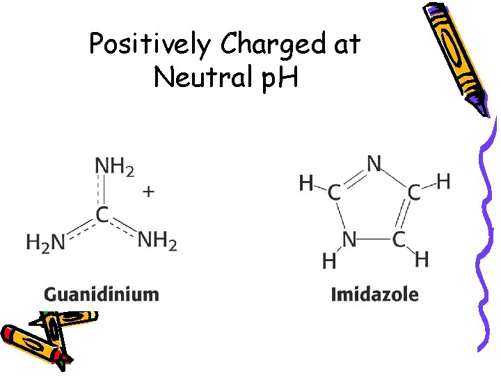 Positively Charged at Neutral p. H 