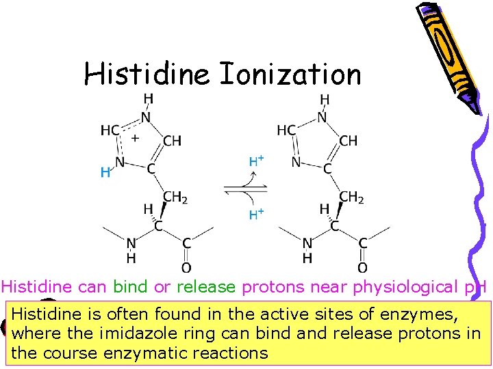 Histidine Ionization Histidine can bind or release protons near physiological p. H Histidine is