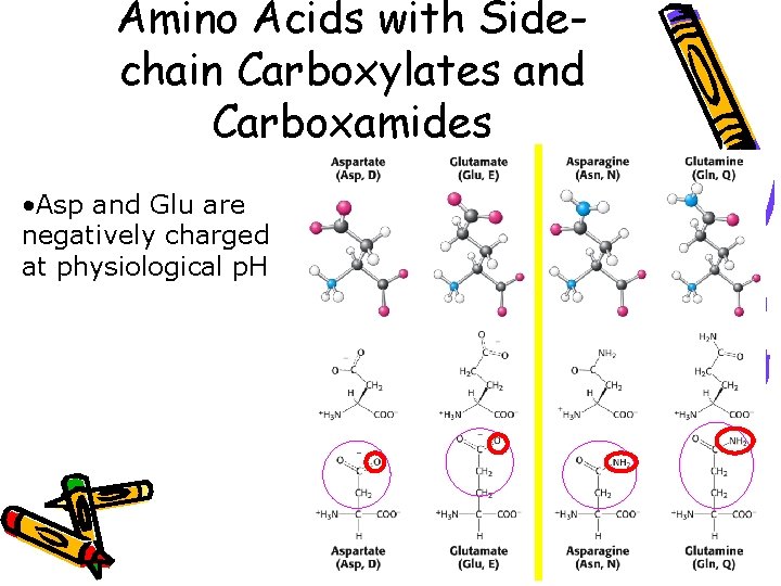 Amino Acids with Sidechain Carboxylates and Carboxamides • Asp and Glu are negatively charged