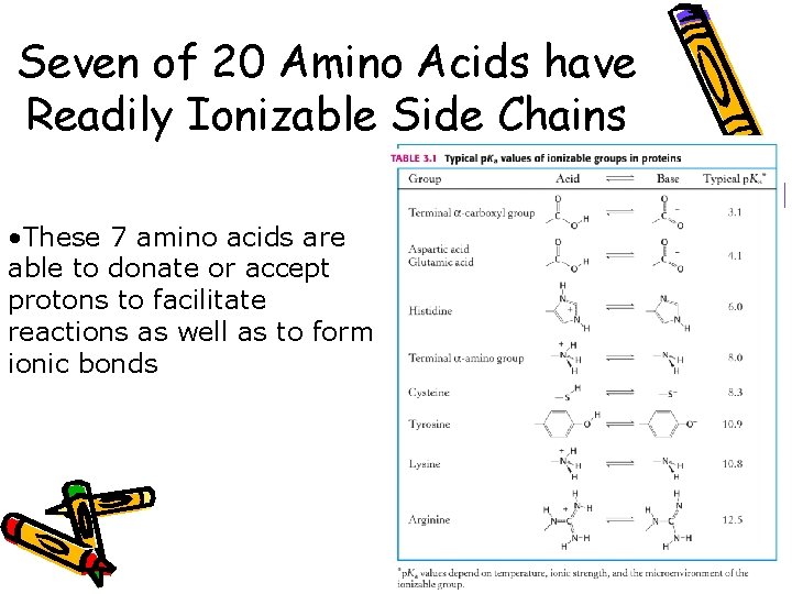 Seven of 20 Amino Acids have Readily Ionizable Side Chains • These 7 amino