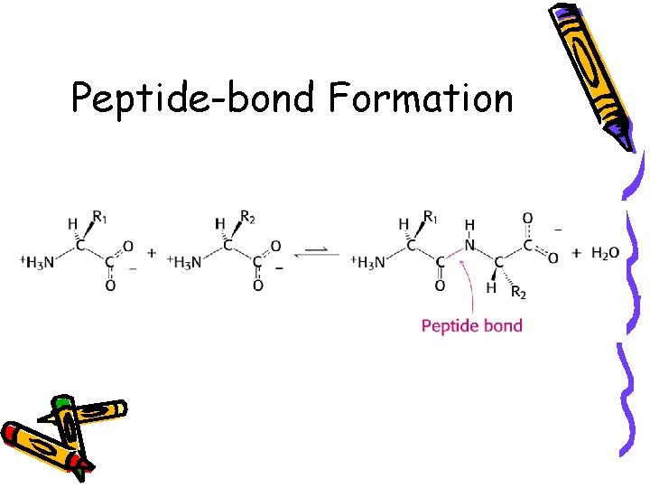Peptide-bond Formation 