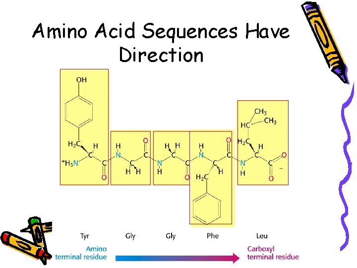 Amino Acid Sequences Have Direction 