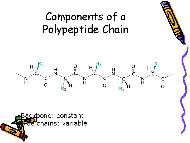 Components of a Polypeptide Chain • Backbone: constant • Side chains: variable 