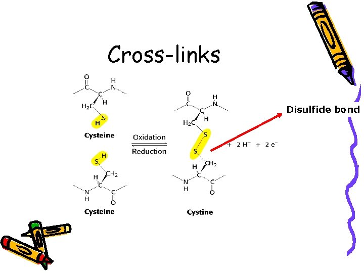 Cross-links Disulfide bond 