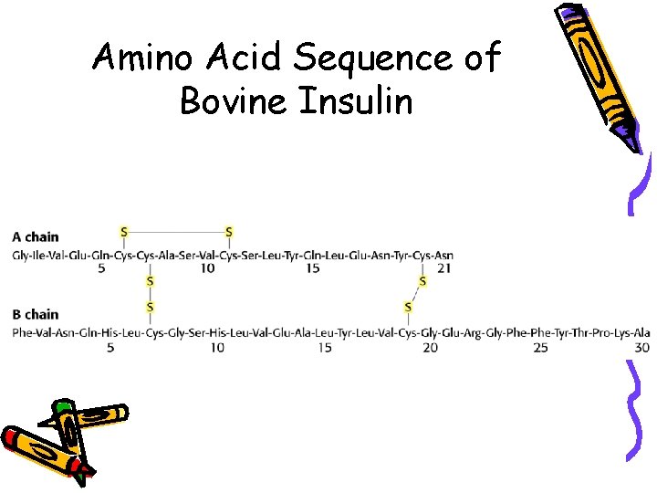 Amino Acid Sequence of Bovine Insulin 