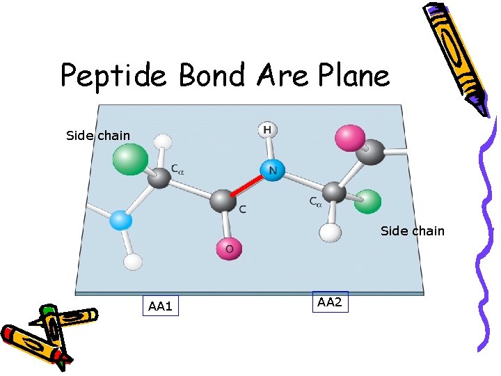 Peptide Bond Are Plane Side chain AA 1 AA 2 