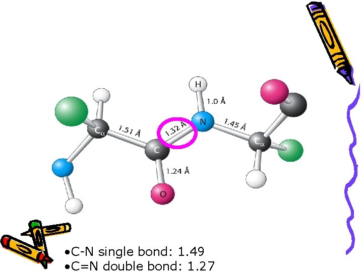 • C-N single bond: 1. 49 • C=N double bond: 1. 27 