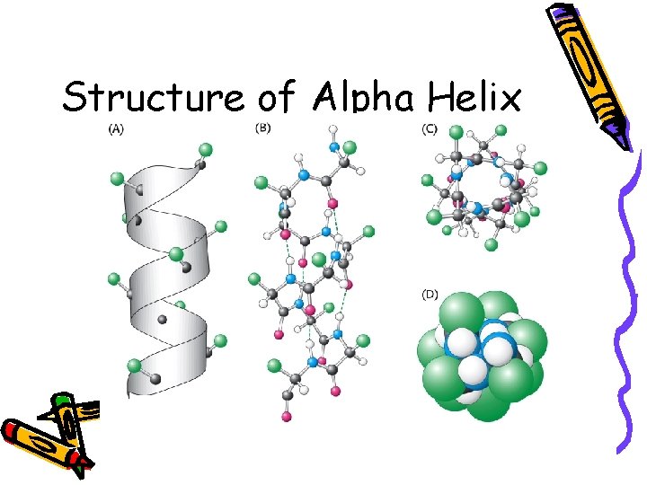 Structure of Alpha Helix 