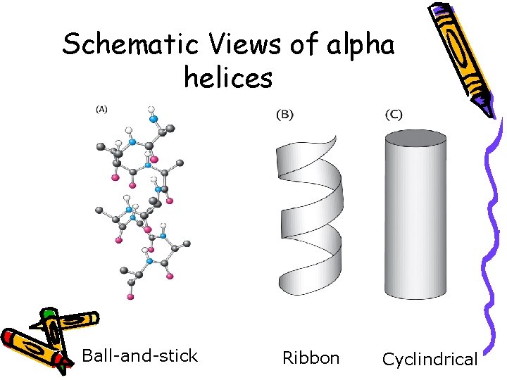 Schematic Views of alpha helices Ball-and-stick Ribbon Cyclindrical 