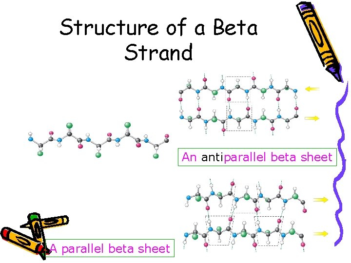 Structure of a Beta Strand An antiparallel beta sheet A parallel beta sheet 