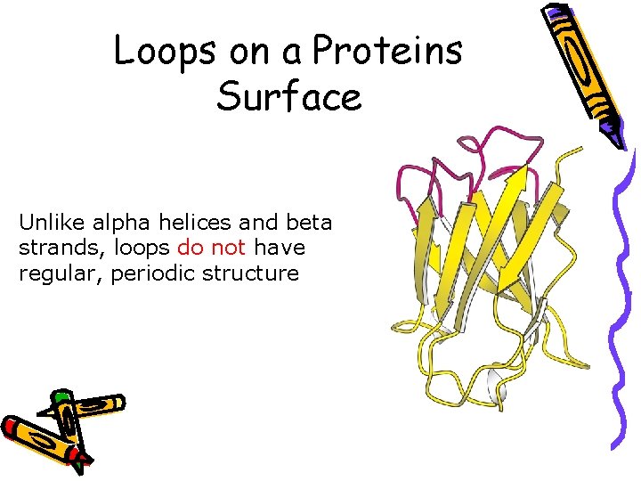 Loops on a Proteins Surface Unlike alpha helices and beta strands, loops do not