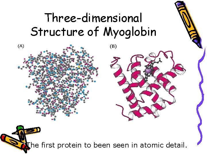 Three-dimensional Structure of Myoglobin The first protein to been seen in atomic detail. 