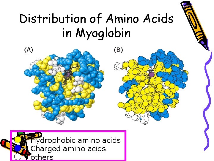 Distribution of Amino Acids in Myoglobin : Hydrophobic amino acids : Charged amino acids