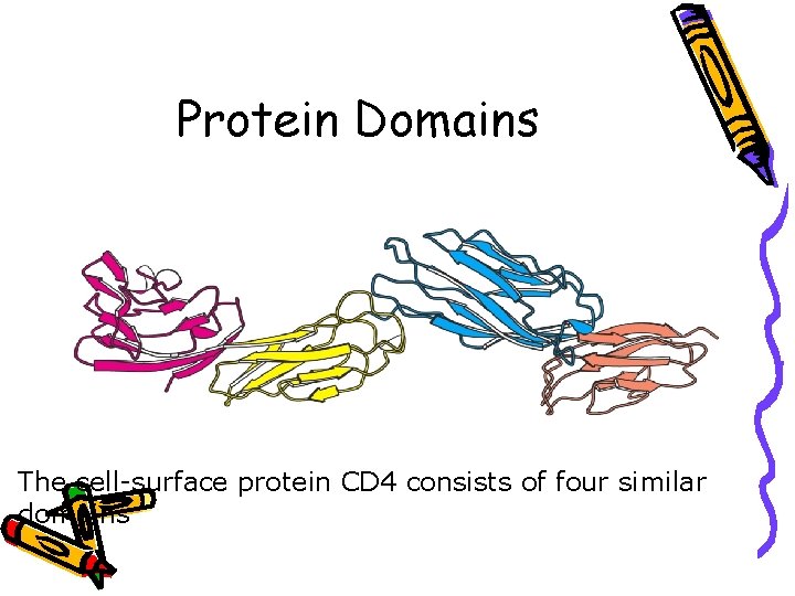 Protein Domains The cell-surface protein CD 4 consists of four similar domains 