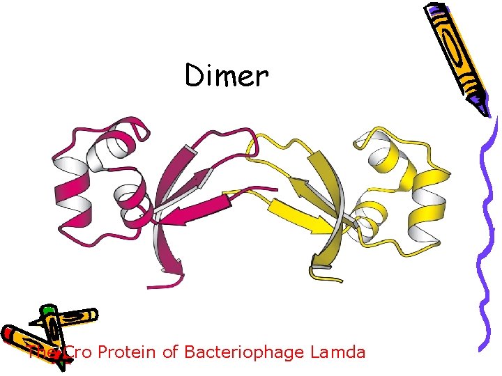 Dimer The Cro Protein of Bacteriophage Lamda 