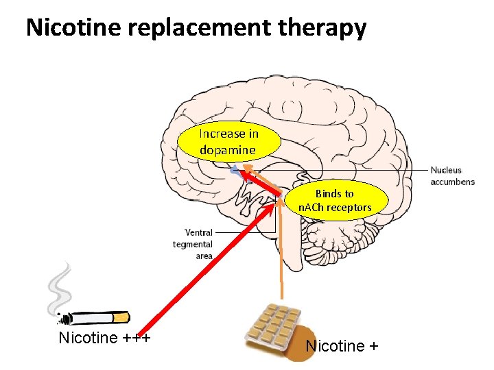 Nicotine replacement therapy Increase in dopamine Binds to n. ACh receptors Nicotine +++ Nicotine