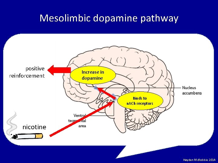 Mesolimbic dopamine pathway positive reinforcement Increase in dopamine Binds to n. ACh receptors nicotine