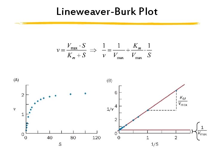 Lineweaver-Burk Plot 