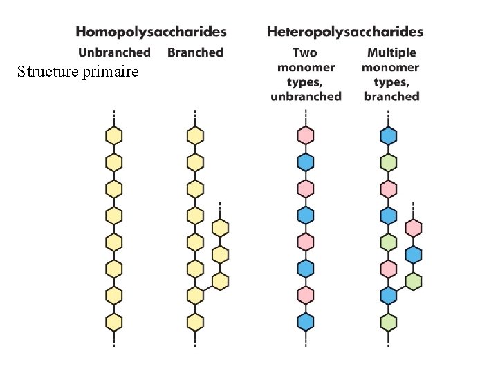 Structure primaire 