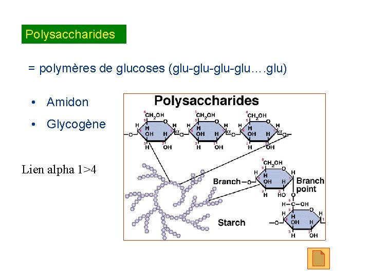 Polysaccharides = polymères de glucoses (glu-glu-glu…. glu) • Amidon • Glycogène Lien alpha 1>4