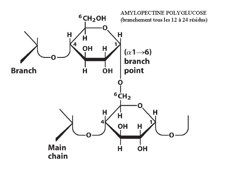 AMYLOPECTINE POLYGLUCOSE (branchement tous les 12 à 24 résidus) 