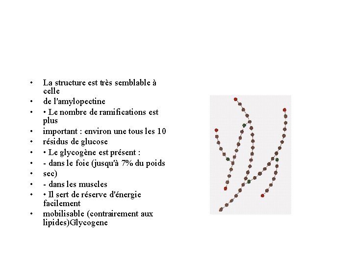  • • • La structure est très semblable à celle de l'amylopectine •