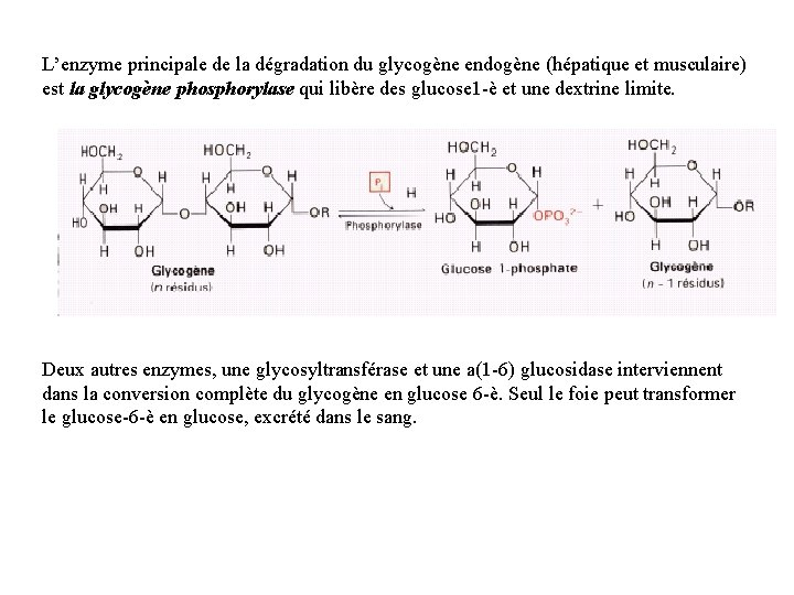 L’enzyme principale de la dégradation du glycogène endogène (hépatique et musculaire) est la glycogène