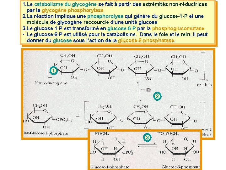 1. Le catabolisme du glycogène se fait à partir des extrémités non-réductrices par la