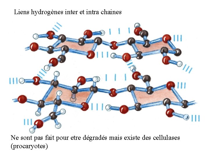 Liens hydrogènes inter et intra chaines Ne sont pas fait pour etre dégradés mais