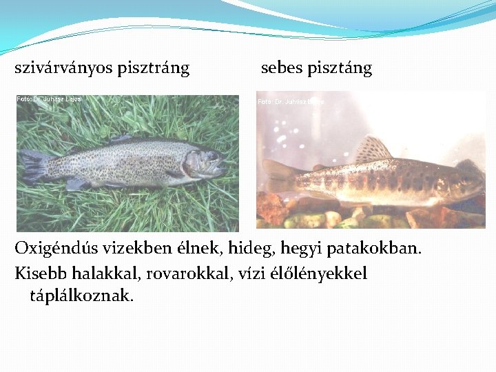 szivárványos pisztráng sebes pisztáng Oxigéndús vizekben élnek, hideg, hegyi patakokban. Kisebb halakkal, rovarokkal, vízi