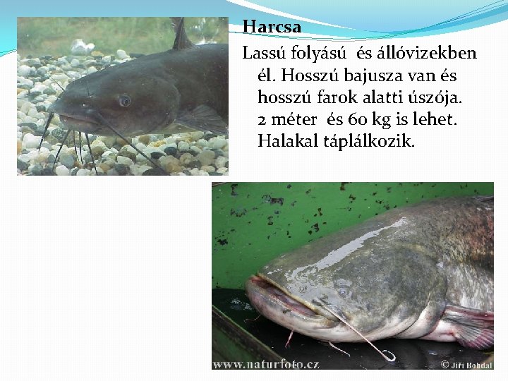 Harcsa Lassú folyású és állóvizekben él. Hosszú bajusza van és hosszú farok alatti úszója.