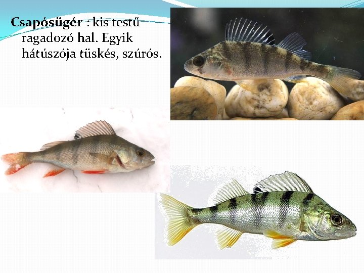 Csapósügér : kis testű ragadozó hal. Egyik hátúszója tüskés, szúrós. 