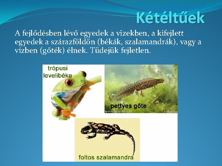 Kétéltűek A fejlődésben lévő egyedek a vizekben, a kifejlett egyedek a szárazföldön (békák, szalamandrák),