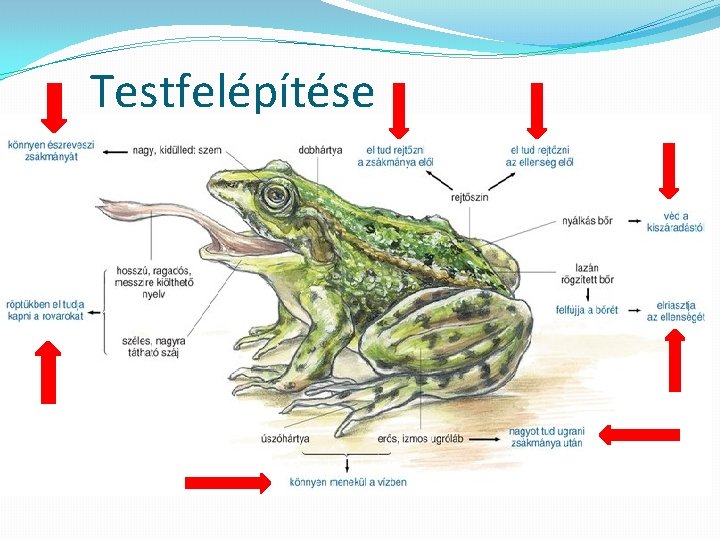 Testfelépítése 