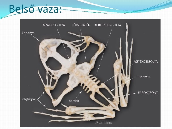 Belső váza: 