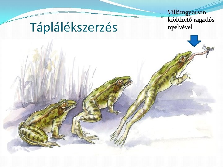 Táplálékszerzés Villámgyorsan kiölthető ragadós nyelvével 