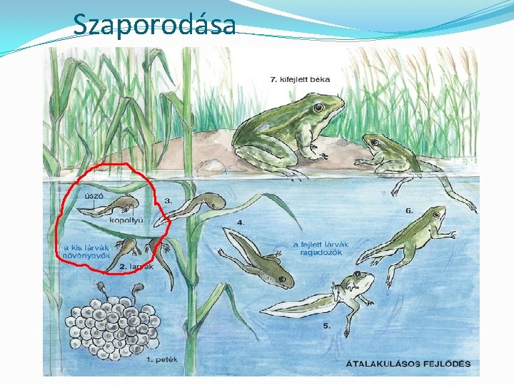 Szaporodása 