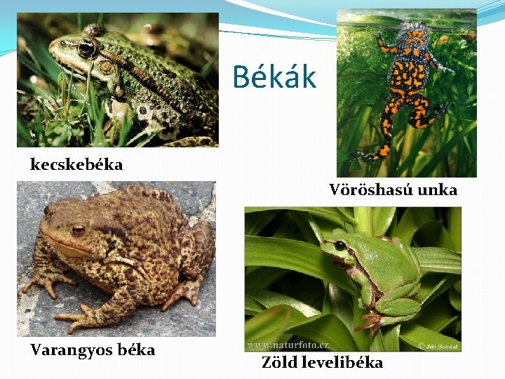 Békák kecskebéka Vöröshasú unka Varangyos béka Zöld levelibéka 