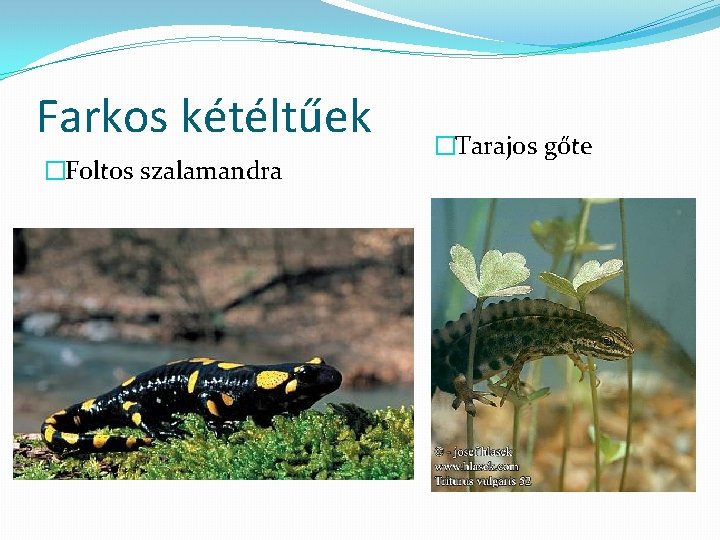 Farkos kétéltűek �Foltos szalamandra �Tarajos gőte 