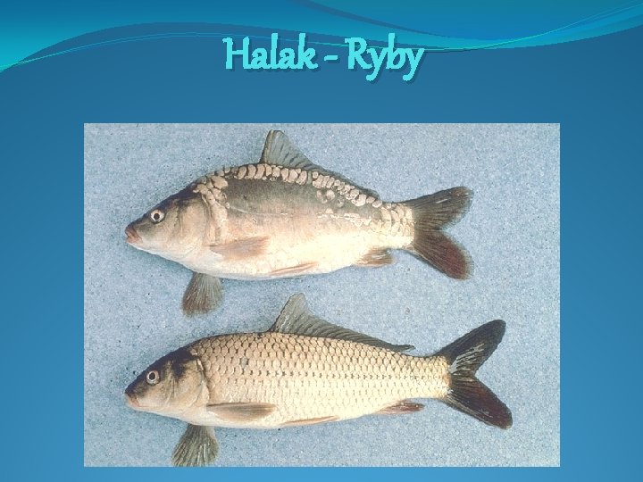 Halak - Ryby 