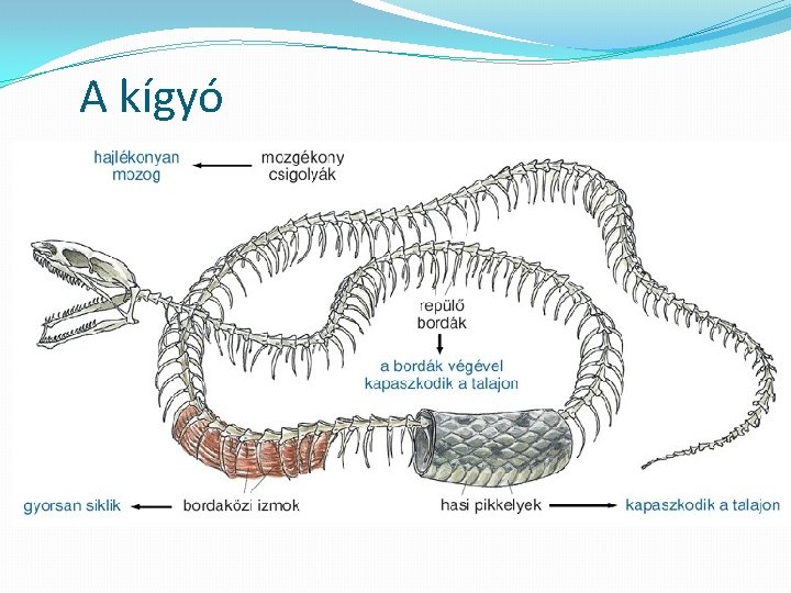 A kígyó 