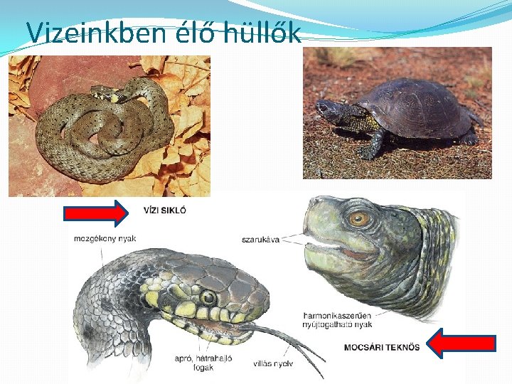 Vizeinkben élő hüllők 
