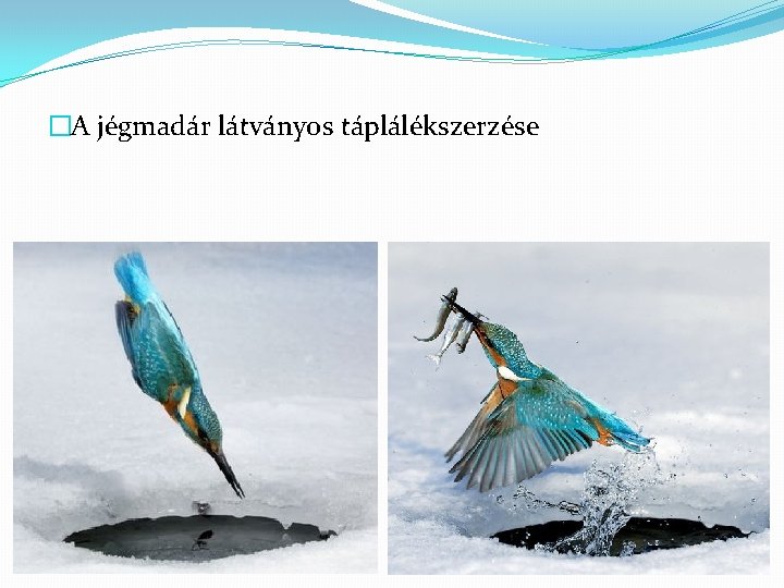 �A jégmadár látványos táplálékszerzése 