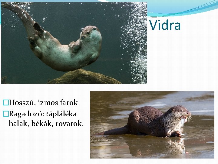 Vidra �Hosszú, izmos farok �Ragadozó: tápláléka halak, békák, rovarok. 