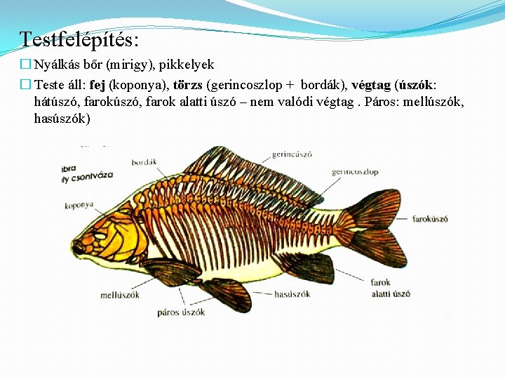 Testfelépítés: � Nyálkás bőr (mirigy), pikkelyek � Teste áll: fej (koponya), törzs (gerincoszlop +