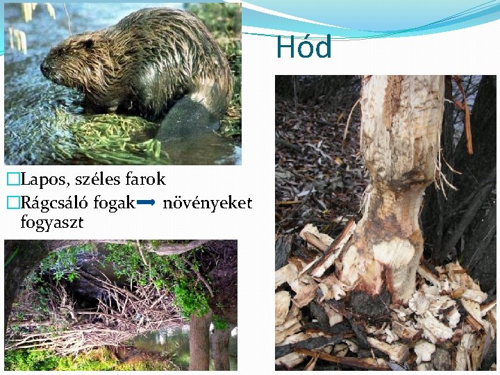 Hód �Lapos, széles farok �Rágcsáló fogak növényeket fogyaszt 