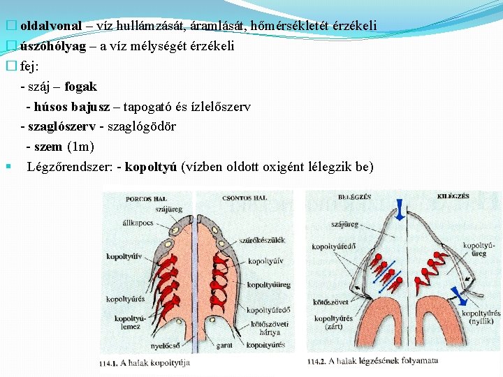 � oldalvonal – víz hullámzását, áramlását, hőmérsékletét érzékeli � úszóhólyag – a víz mélységét
