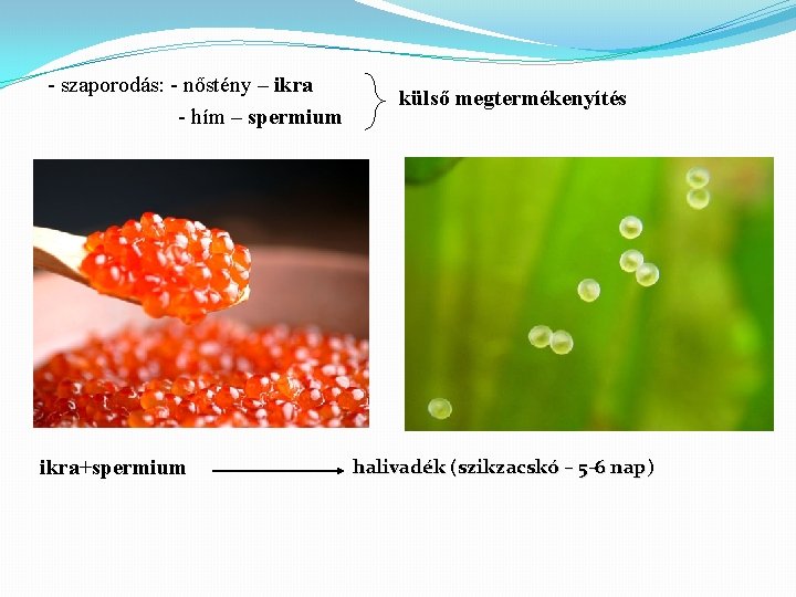 - szaporodás: - nőstény – ikra - hím – spermium ikra+spermium külső megtermékenyítés halivadék